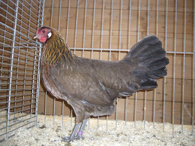 Kreisschau Coesfeld 2008 181.jpg - Rheinländer rebhuhnfarbig von Daniel Pieper Preis HV 96 E